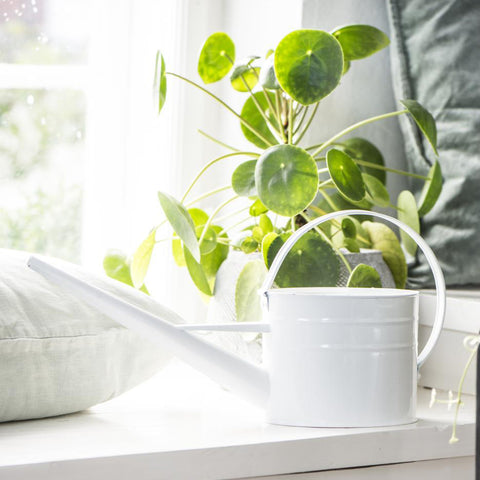 White Watering Can